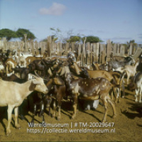 Geiten in de kraal; Plantage Aruba, geiten in de kraal. (Collectie Wereldmuseum, TM-20029647), Lawson, Boy