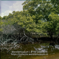 Mangrove; Mangrove (Collectie Wereldmuseum, TM-20029674), Lawson, Boy