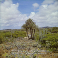 Zoetwaterbron met palmen en cactussen in Bolivia; Zoetwaterbron met palmen bin Bolivia. (Collectie Wereldmuseum, TM-20029704), Lawson, Boy