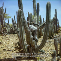 Geit, vermoedelijk geofferd, op een cactus; Geitenoffer op cactussen. (Collectie Wereldmuseum, TM-20029705), Lawson, Boy