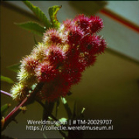 Vruchten van een plant; Rode Hibiscus. (Collectie Wereldmuseum, TM-20029707), Lawson, Boy