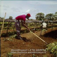 Landarbeider wiedt onkruid op Plantage Aruba; Plantage Aruba, onkruid wieden in groentensectie (Collectie Wereldmuseum, TM-20029713), Lawson, Boy