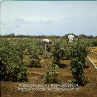 Landarbeiders tussen tomatenplanten op Plantage Aruba; Plantage Aruba, tomatenplanten. (Collectie Wereldmuseum, TM-20029714), Lawson, Boy