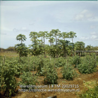 Tomatenplanten op Plantage Aruba; Plantage Aruba, tomatenplanten. (Collectie Wereldmuseum, TM-20029715), Lawson, Boy