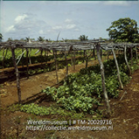 Groenteteelt, beschermt tegen de zon, op Plantage Aruba; Plantage Aruba, Groententeelt onder dakschaduw (Collectie Wereldmuseum, TM-20029716), Lawson, Boy