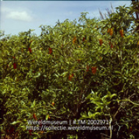 Paprikaplant op Plantage Aruba; Plantage Aruba, Capsicumplant. (Collectie Wereldmuseum, TM-20029717), Lawson, Boy