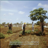 Landarbeiders bewerken de grond op Plantage Aruba; Plantage Aruba, grondbewerking voor groentenkweek (Collectie Wereldmuseum, TM-20029718), Lawson, Boy