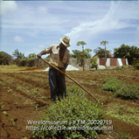 Landarbeider wiedt onkruid op Plantage Aruba; Plantage Aruba, onkruid wieden in groentenbed. (Collectie Wereldmuseum, TM-20029719), Lawson, Boy