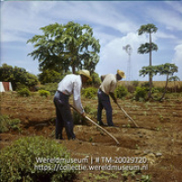Landarbeiders bewerken de grond ten behoeve van groenteteelt op Plantage Aruba; Plantage Aruba, arbeiders bezig met maken van groentenbedden (Collectie Wereldmuseum, TM-20029720), Lawson, Boy