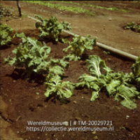 Groentebed met andijvie, met een waterleiding voor het sprinklersysteem, op Plantage Aruba; Plantage Aruba, groentenbed met andijvie, op de achtergrond waterleiding voor sprinkler systeem (Collectie Wereldmuseum, TM-20029721), Lawson, Boy