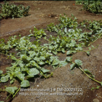Groentebed met spinazie op Plantage Aruba; Plantage Aruba, groentenbed met spinazie (Collectie Wereldmuseum, TM-20029722), Lawson, Boy