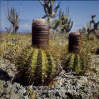 Bloeiende bolcactussen (Melocactus macracanthos); Bloeiende bolcactussen. (Collectie Wereldmuseum, TM-20029736), Lawson, Boy