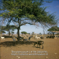 Geiten in de kraal op Plantage Aruba; Pl. Aruba, geiten in de kraal (Collectie Wereldmuseum, TM-20029741), Lawson, Boy