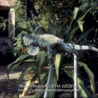 Op een kraan zittende leguaan; Leguaan (Collectie Wereldmuseum, TM-20029747), Lawson, Boy