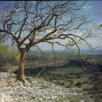Uitzicht over landschap, met op de voorgrond een boom; Landschap op Bonaire, op voorgrond roodhoutboom. (Collectie Wereldmuseum, TM-20029749), Lawson, Boy