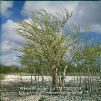 Oudere boom, met jongere bomen; Brasilhoutboom (Collectie Wereldmuseum, TM-20029753), Lawson, Boy