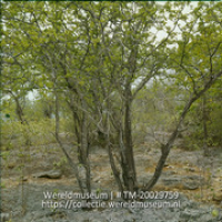Bomen; Brasilhout boom (Collectie Wereldmuseum, TM-20029759), Lawson, Boy