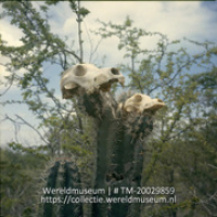 Dierenschedelkoppen op cactussen; Dierenkoppen op heggen van Kanoekoehuis. (Collectie Wereldmuseum, TM-20029859), Lawson, Boy