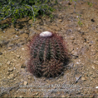 Bolcactus; Bolcactus. (Collectie Wereldmuseum, TM-20029947), Lawson, Boy