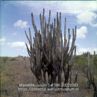 Cactus van het geslacht Cadushi Cereus repandus Mill; Cactus=Cadushi (Cadushi (Cereus repandus Mill). (Collectie Wereldmuseum, TM-20029983), Lawson, Boy