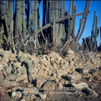 Oude slavenmuur bij het dorpje San Pedro; Oude slavenmuur bij het dorp San Pedro.; Oude plantagemuur, gebouwd door tot slaaf gemaakten, bij het dorp San Pedro (Collectie Wereldmuseum, TM-20029995), Lawson, Boy