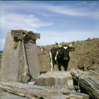 Drinkplaats voor vee; Drenkplaats. (Collectie Wereldmuseum, TM-20030095), Lawson, Boy