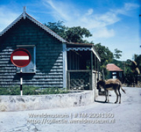 Ezel op straat bij een huis met veranda (Collectie Wereldmuseum, TM-20041360)