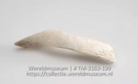 Schraper van schelp (Collectie Wereldmuseum, TM-3163-199)