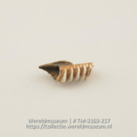Rasp van stuk kaak met tandjes (Collectie Wereldmuseum, TM-3163-217)