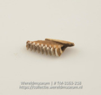 Rasp van stuk kaak met tandjes (Collectie Wereldmuseum, TM-3163-218)
