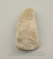Bijlkling of guts van schelp (Collectie Wereldmuseum, TM-3189-13)