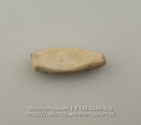 Plaatje van schelp (Collectie Wereldmuseum, TM-3189-19g)