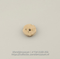 Knoop of kraal van schelp (Collectie Wereldmuseum, TM-3189-20b)