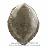Dekschild van een soepschildpad (Collectie Wereldmuseum, TM-3325-7)
