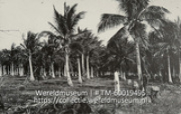 Jardin de Cocos.; Kokostuin (Collectie Wereldmuseum, TM-60019495), Soublette et Fils; Robert Soublette