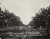 Orangerie; Sinaasappelplantage (Collectie Wereldmuseum, TM-60019496), Soublette et Fils; Robert Soublette