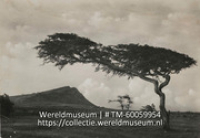 Curacao Divi-divi boom (Collectie Wereldmuseum, TM-60059954)