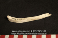 Schelp (Collectie Wereldmuseum, RV-2049-107)