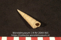 Schelp (Collectie Wereldmuseum, RV-2049-965)
