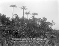Saba. Boomvarens en palmen; Boomvarens en palmen op Saba (Collectie Wereldmuseum, TM-10021131)