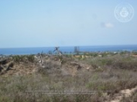 Route 59: Lago Heights, 2017-08-20 (Proyecto Snapshot), Archivo Nacional Aruba