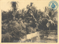 Fotoalbum 'Van Wamelen' 1933-1939, Aruba 1935 (foto # 066), Van Wamelen, Maarten