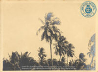 Fotoalbum 'Van Wamelen' 1933-1939, Curacao 1935 (foto # 070), Van Wamelen, Maarten