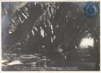 Fotoalbum 'Van Wamelen' 1933-1939, Maracaibo (foto # 096), Van Wamelen, Maarten