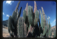 Cactus, Aruba, Aruba Tourism Bureau