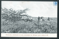 Plantacion y destilacion de aloe, propriedad de Adriaan Lacle, Aruba A.H, Array