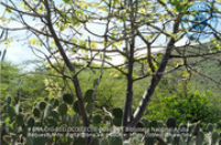 Beeldcollectie BNA, #003-014 - Cunucu - Naturalesa - Flora