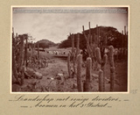 'Landschap met eenige dividi-boomen in het 3e district' (Koninklijke Verzamelingen, Den Haag, 'Album van de Nederlandse Antillen', FA-0714), Array