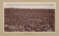 'Aloë veld' (Koninklijke Verzamelingen, Den Haag, 'Album van de Nederlandse Antillen', FA-0714), Array