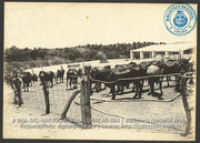 Koppel melkkoeien op plantage Groot Joris. Foto Soublette et Fils, Curaçao (ca. 1900-1920), Array